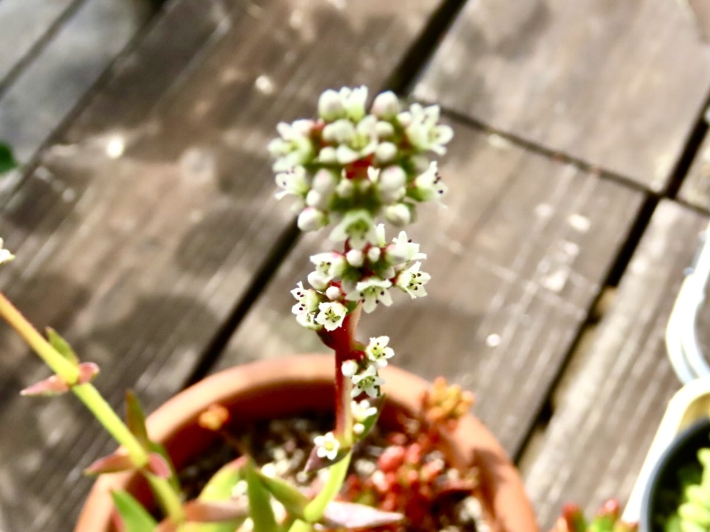 多肉の花