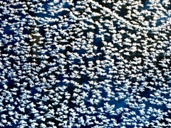 ボンネットの氷