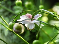 垣根の隙間から