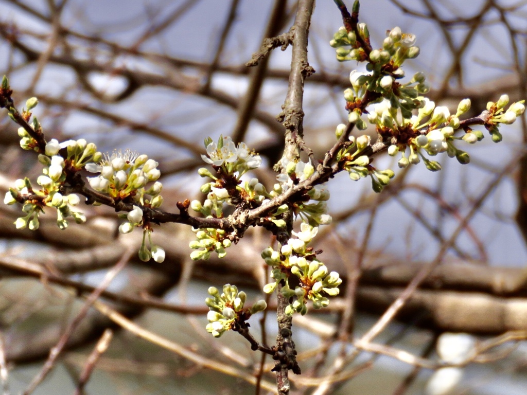 この花は？