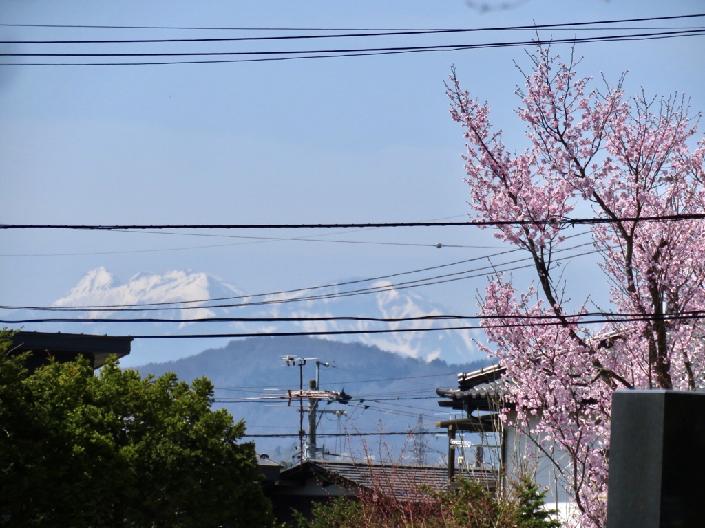 桜の向こうに