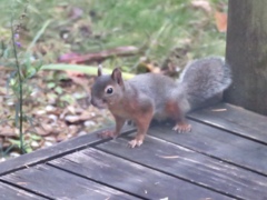 今朝庭やデッキにやってきた子3