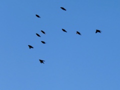 鳥の群れ