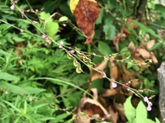 ヌスビトハギ