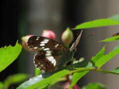 アサマイチモンジ