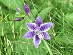 野生のギボウシの花