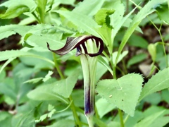 蝮草