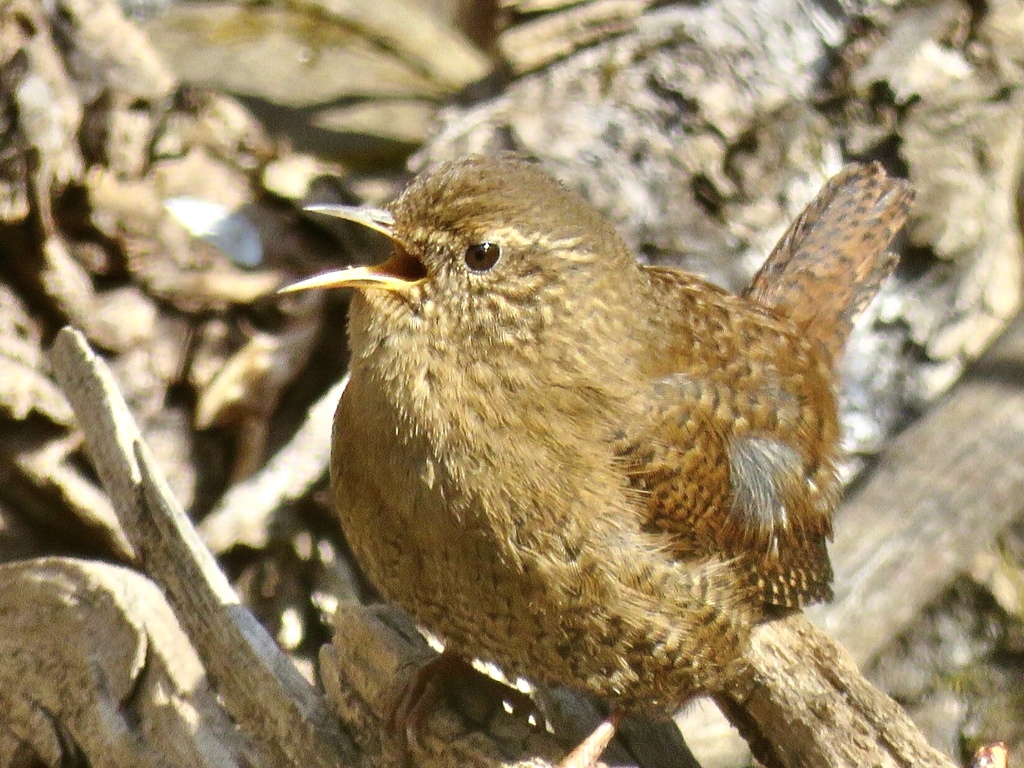 初鳴き3