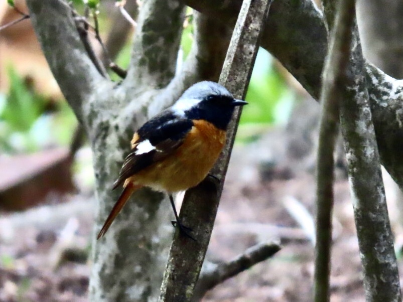 かすかな鳴き声