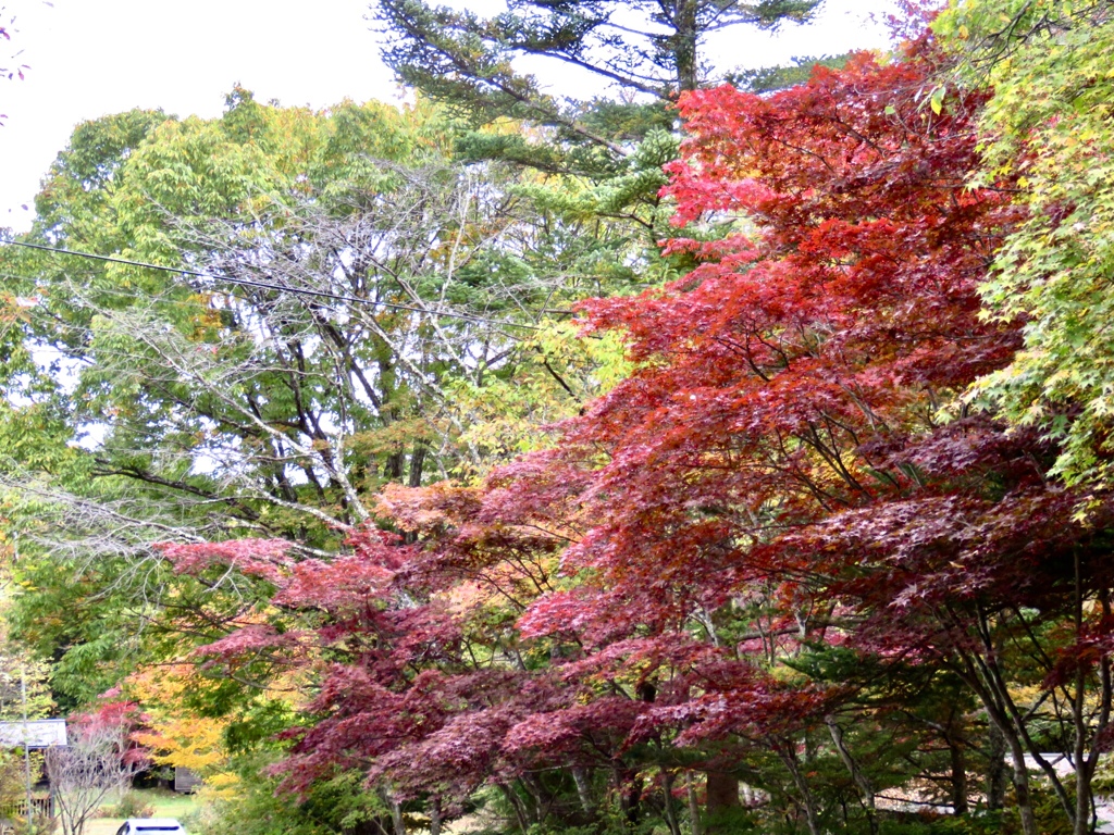 近所の紅葉