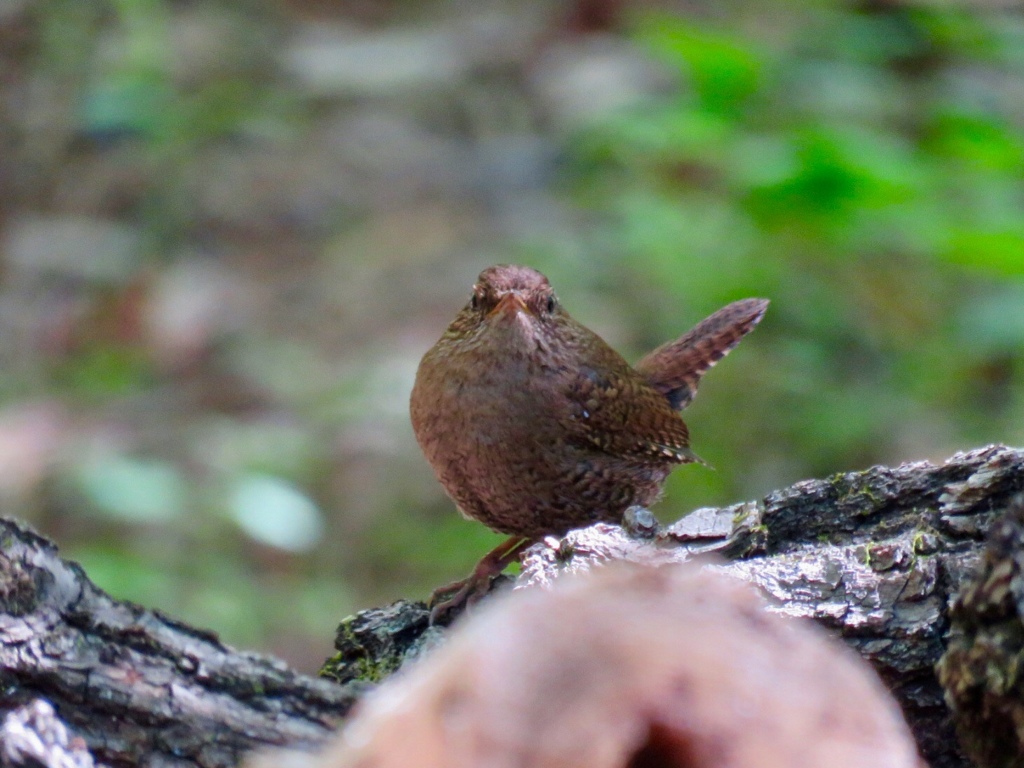 今朝の出会い２