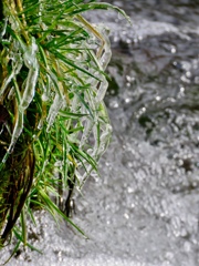 湯川の氷にも春
