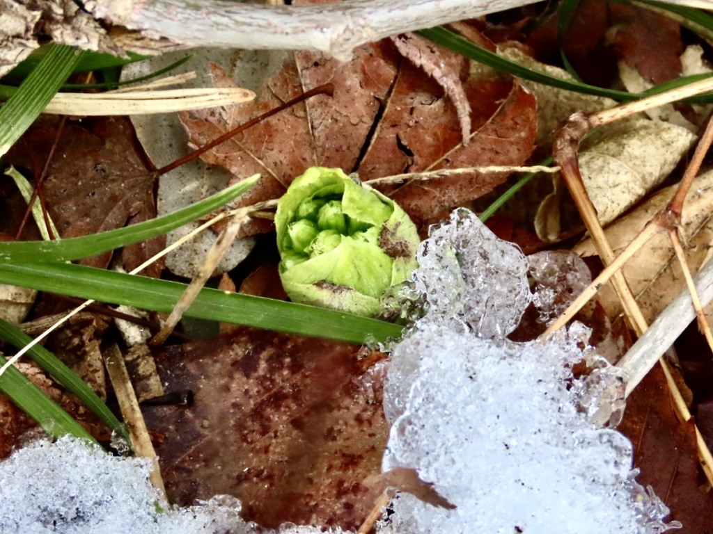 雪の下から2