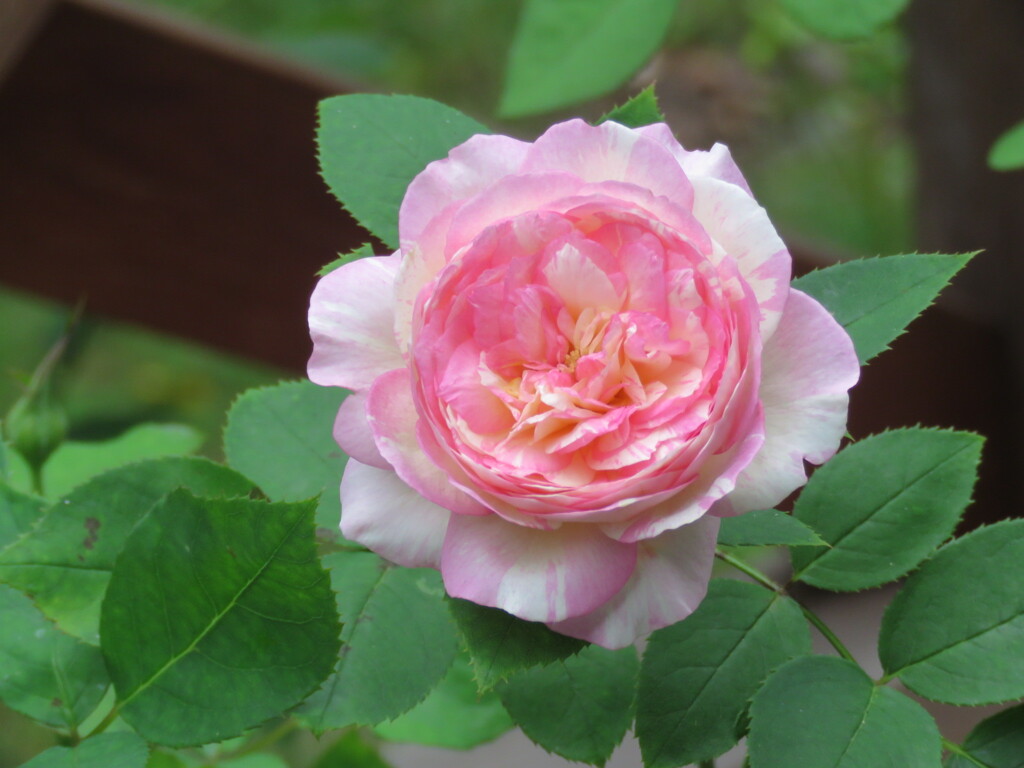 薔薇