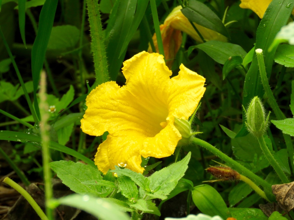 かぼちゃの雄花