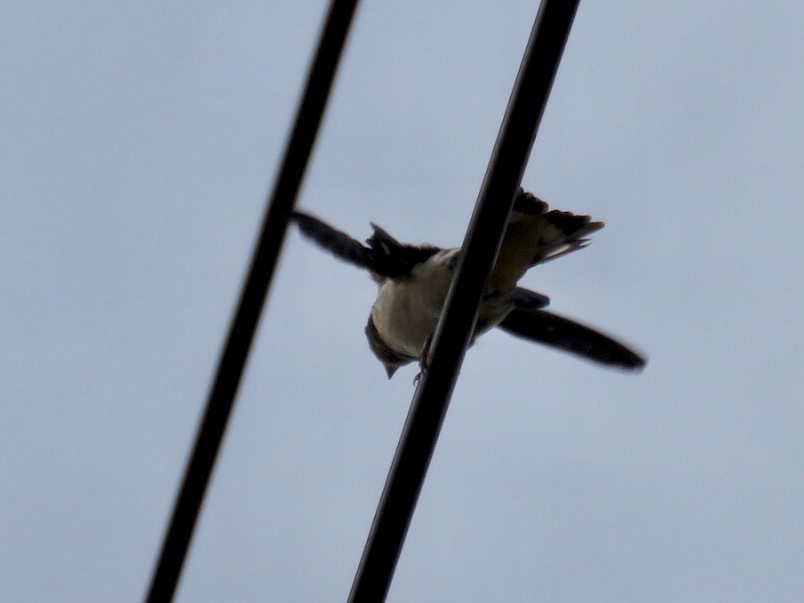 わーい、まってたよ！