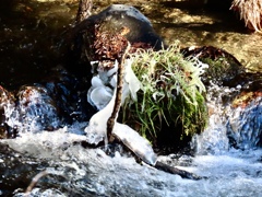 湯川の冬の風物詩②