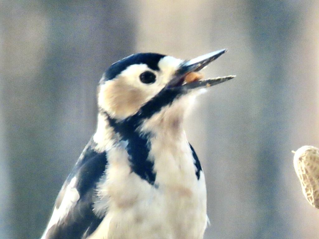 いつものアカゲラ4