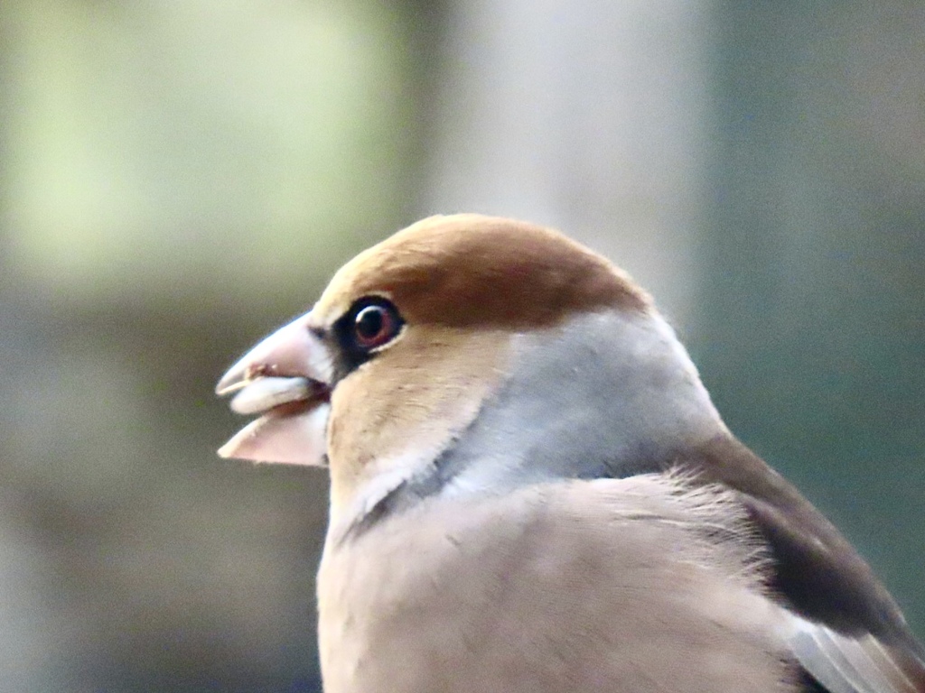 ポートレート-シメ