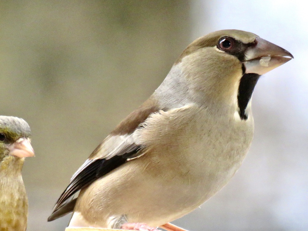 シメ親分と子分のカワラヒワ