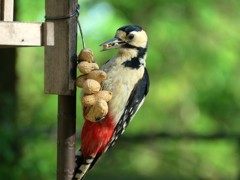 落花生を食べる