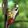 落花生を食べる