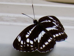 ミスジチョウ