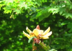 朴ノ木の花