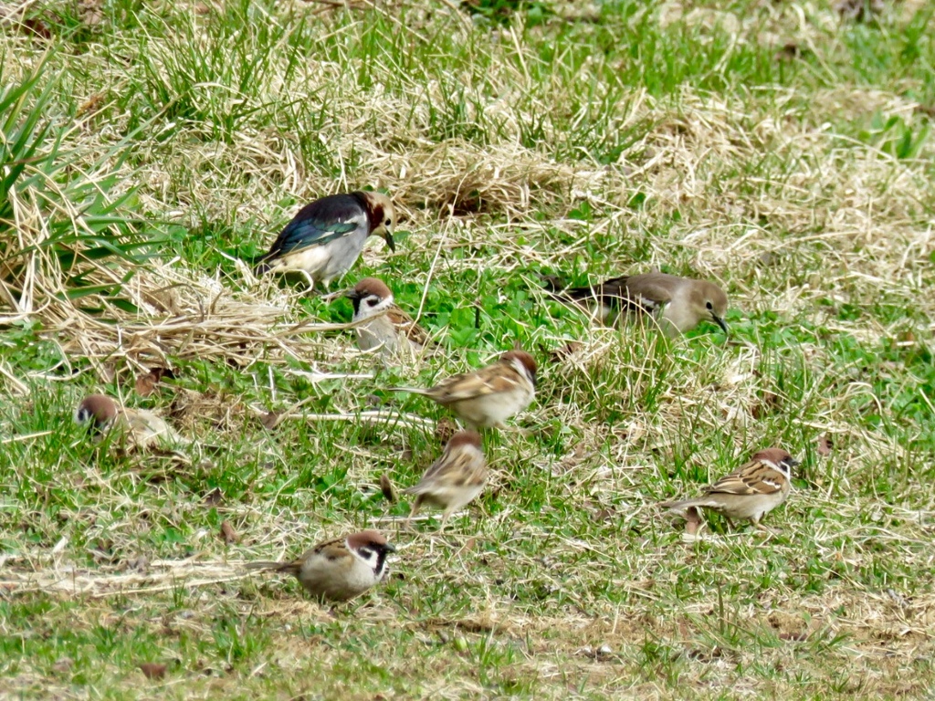 公園の野鳥
