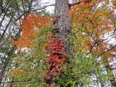 近所の紅葉3
