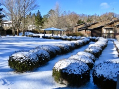 雪饅頭