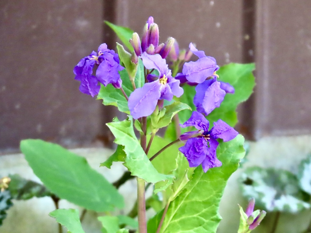紫花菜