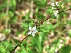 モミジイチゴ？