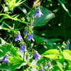 岨菜