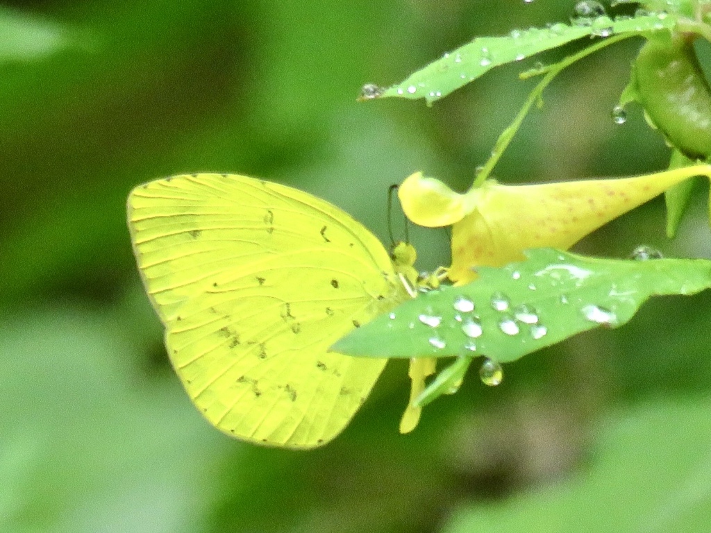 キツリフネにキチョウ