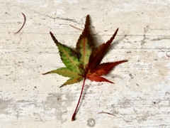 カラフル落ち葉