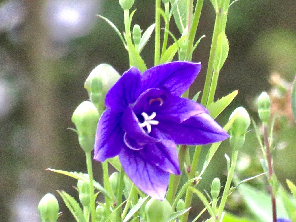 八重咲きキキョウ
