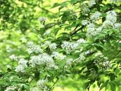 この花は？