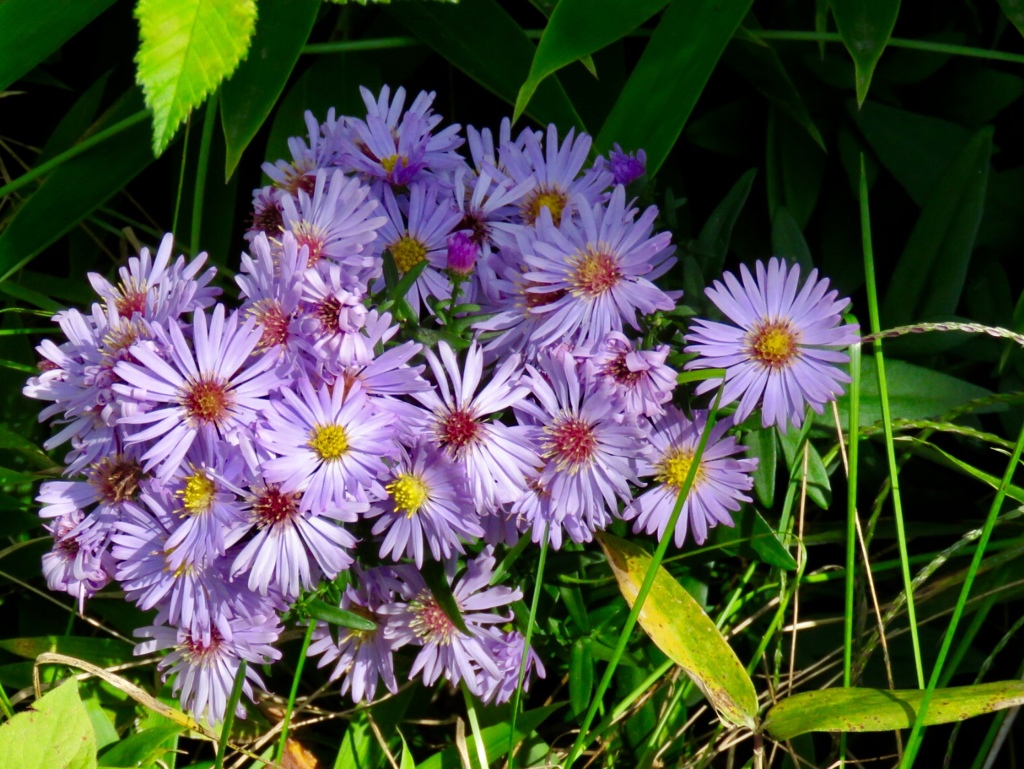 道端の花