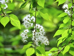 今朝見かけた花