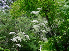 シシウドの花