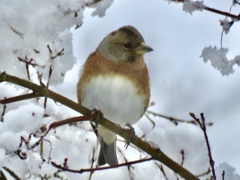 雪の中の野鳥達4