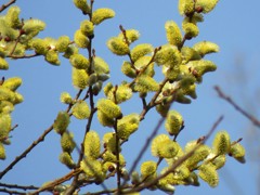 ネコヤナギ開花