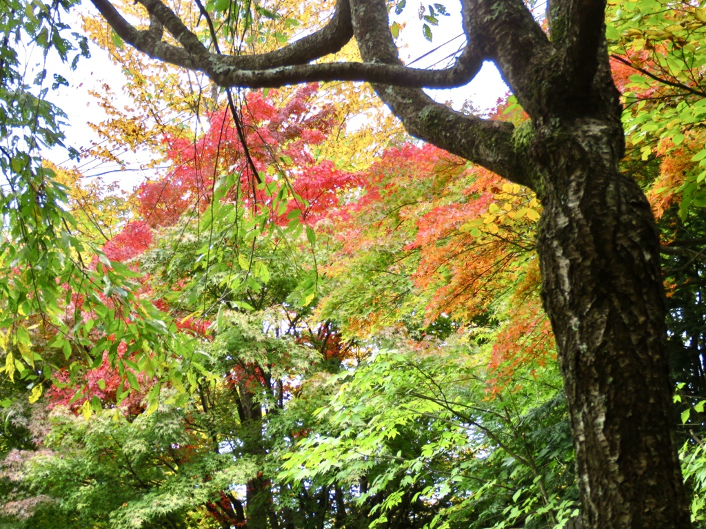 近所の紅葉3