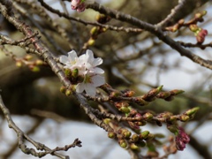軽井沢の桜3