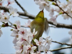 桜とメジロ4
