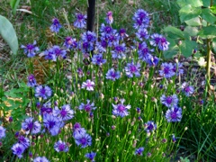 庭の花