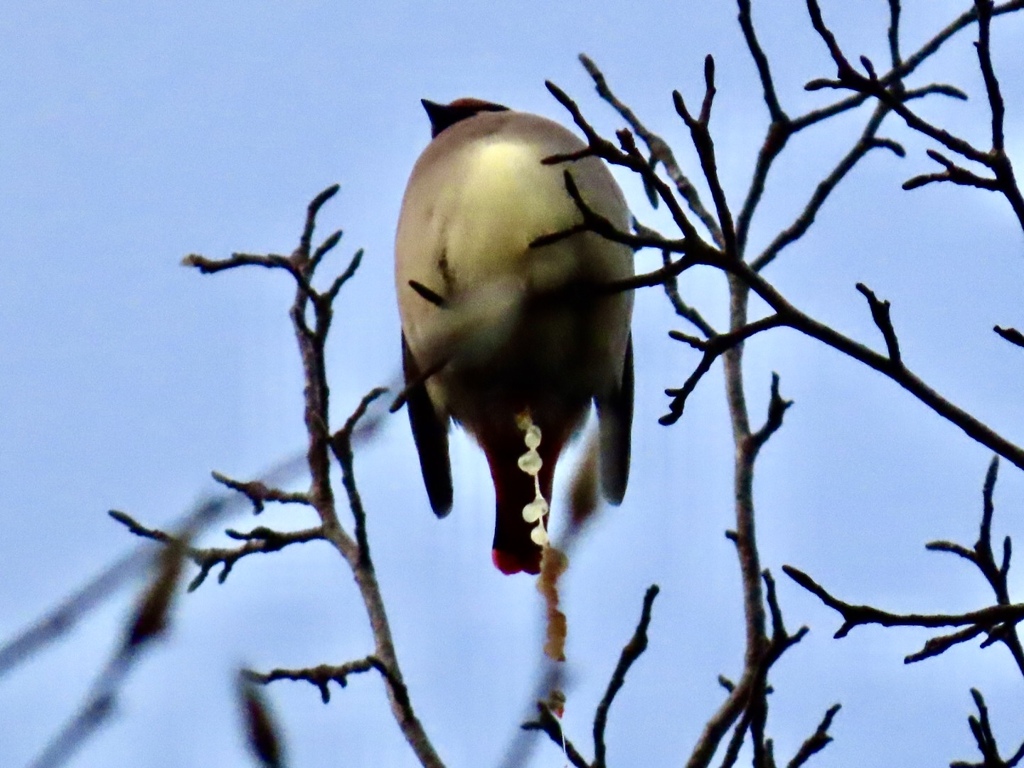 ヤドリギの種を排泄
