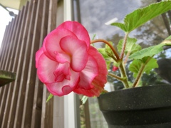 木立ベゴニア