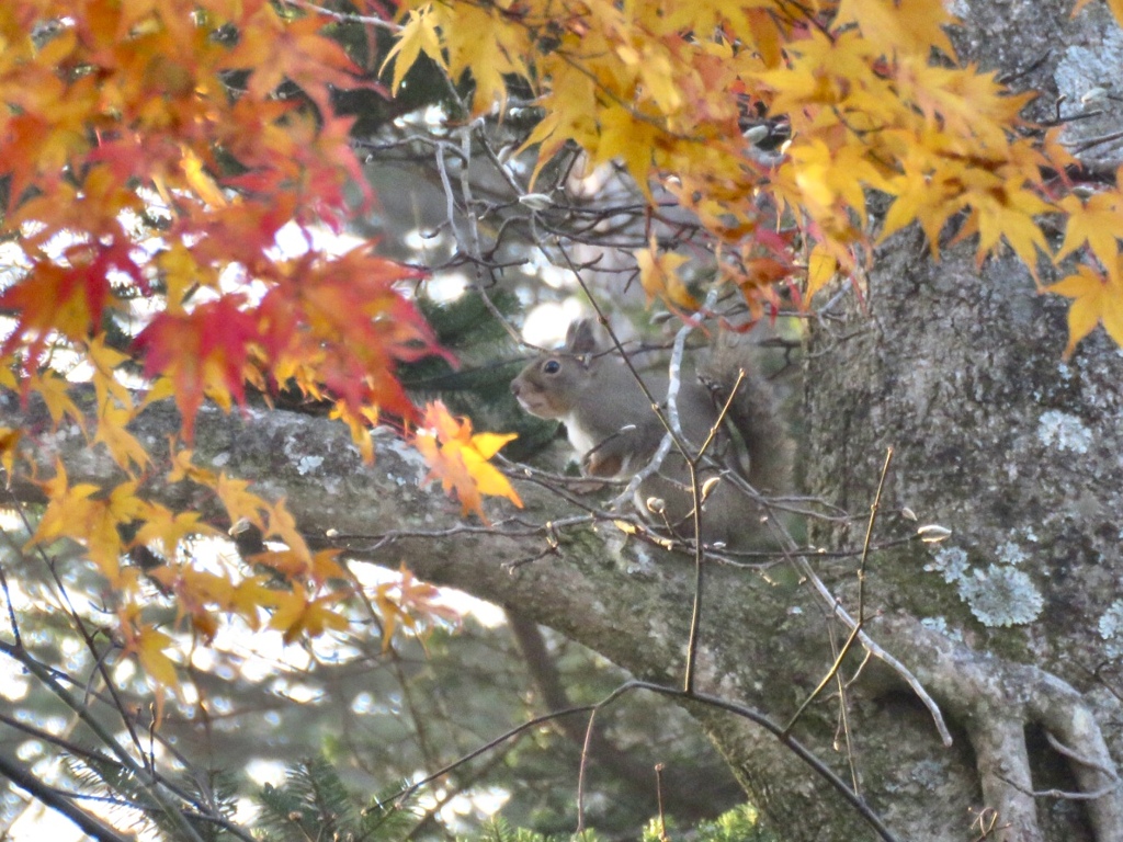 モミジの間に